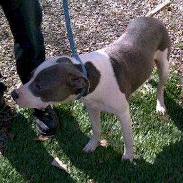 Howells Pure Blue Pitts Sir Ceaser dam Altima Pit Bull.jpg